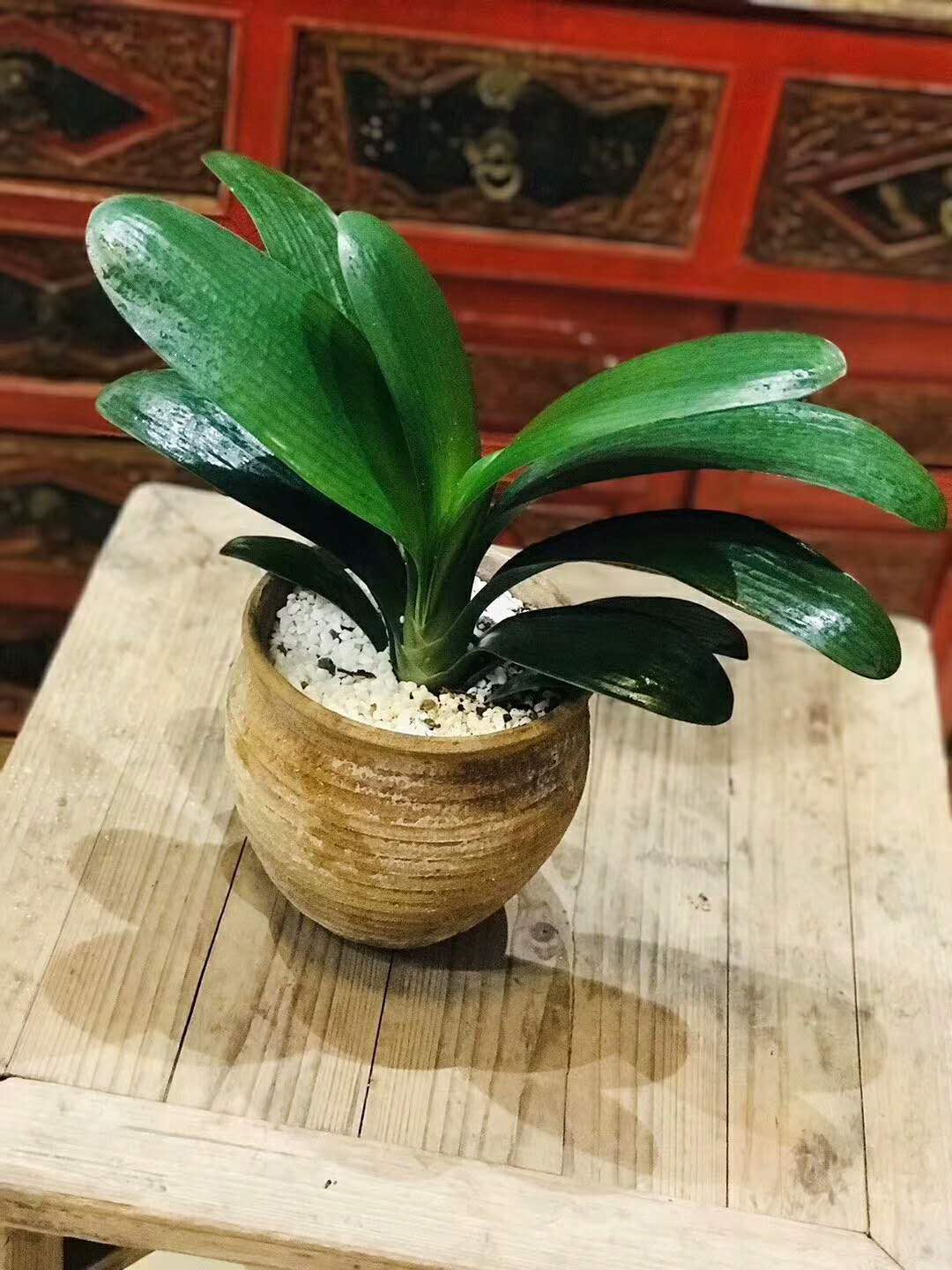 鲤城绿植批发