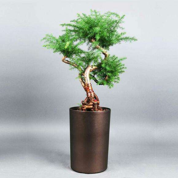 晋江绿植出租